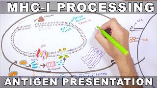 MHCI Processing  Antigen Processing and Presentation [upl. by Aicinet]