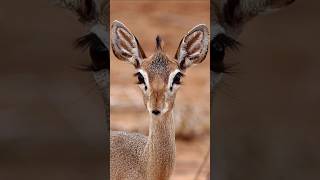 A brief introduction to 🥰Dikdik😘horts youtubeshorts animals [upl. by Aniryt522]