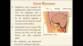 Abdominal viscera 2 [upl. by Ayaros]