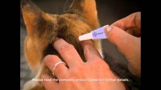 Advantage II Cat Application Video [upl. by Whitman]