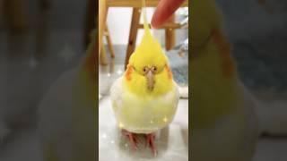 Cuteness 👆 💛 cockatielscraze [upl. by Teevens260]