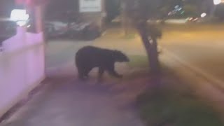 Gatlinburg Bear Encounter inches Away [upl. by Hemingway]