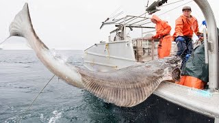 longline fishing Commercial Fishermen Fishing Vessel  Catch a lot of cod and Halibut on the sea [upl. by Thelma]