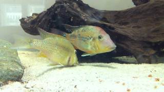 Geophagus steindachneri spawning [upl. by Gula]