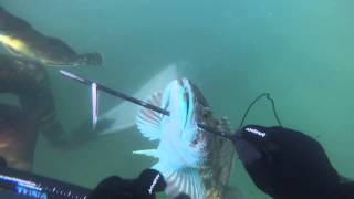 Humboldt Jetty Spearfishing [upl. by El420]