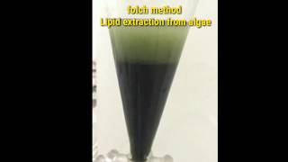 Lipid extraction from algae  Folch method [upl. by Nareht]