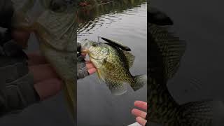 This Crappie attacked a Megabass Giant DogX crappie megabass [upl. by Assylem]