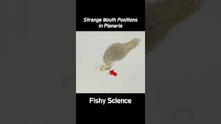 How Planarians Eat Their Feeds shorts [upl. by Uolymme156]