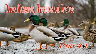 Ducks Migration Breeding and Species Part 1 by Just Hunters [upl. by Bandur]