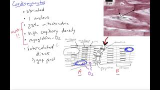 Cardiomyocytes introduction [upl. by Eneleahcim]