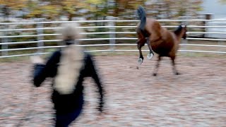 Pony beißt und schlägt nach Kindern  kann Ariane Telgen die Ursachen finden Teil 12 [upl. by Wait]