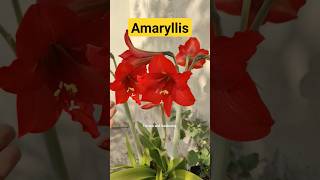 Amaryllis plant growing and care tips gardening terracegardening amaryllis shorts [upl. by Shaylah]