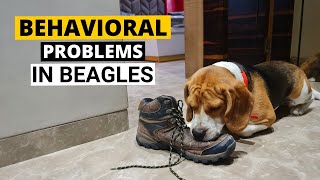 7 Common Behavioral Problems in Beagles and How to Deal with them [upl. by Adnauqahs]