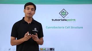 Class 11th – Cyanobacteria  Cell Structure  Biological Classification  Tutorials Point [upl. by Profant]