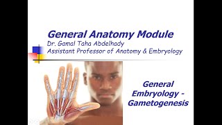 General Embryology – Gametogenesis  Arabic narration [upl. by Eugaet]