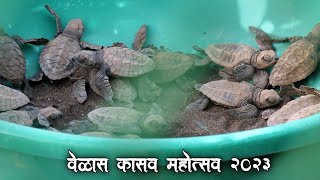 महाराष्ट्रातील समुद्र किनाऱ्यावरील अद्भुत नजारा । Velas Turtle Festival  वेळास कासव महोत्सव [upl. by Thorsten]