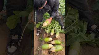 Fresh radish harvesting and cutting process [upl. by Yram]