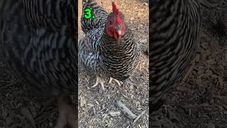 3 things you can give your chickens in return for their eggs chicken backyardchickens [upl. by Neehahs]