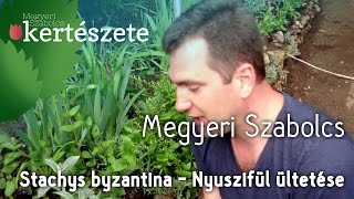 Stachys byzantina  Gyapjas tisztesfű gondozása  Nyuszifül ültetése  Megyeri Kertészet webáruház [upl. by Gowrie574]