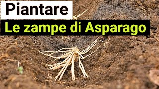 Coltivazione degli ASPARAGI Trapianto delle zampe [upl. by Canfield]