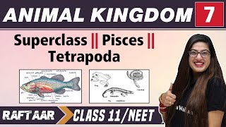 Animal Kingdom 07  Superclass  Pisces  Tetrapoda  Class 11NEET  RAFTAAR [upl. by Eehsar]