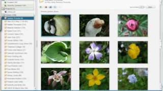 Google Picasa Tutorial  Saving and editing pictures [upl. by Nnyltiac]