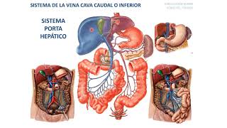 Arterias y venas del tronco [upl. by Enaitsirhc]