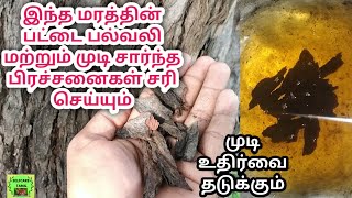 கரும்வேலம் பட்டை குறிப்புகள் Karuvelam pattai azhuku Kurippukal முடி பிரச்சனைகள் சரிசெய்யும்  Hair [upl. by Marci]