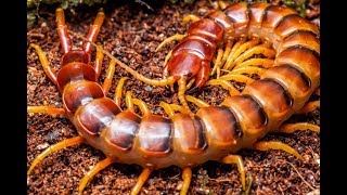 Кормление сколопендры Scolopendra subspinipes [upl. by Quartet]