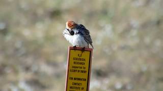 Lapland Longspur Calcarius lapponicus [upl. by Nerred]