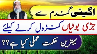 How to Control Weeds from Early Planted Wheat  Crop Reformer [upl. by Ahsiakal]