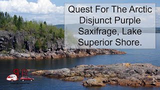 Quest for the Arctic disjunct Purple Saxifrage along the Lake Superior shore [upl. by Taam]