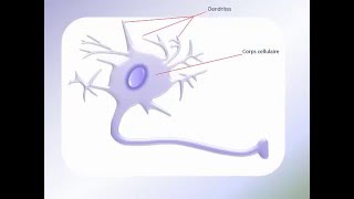 Lélectrophysiologie du neurone simple et facile [upl. by Darb19]