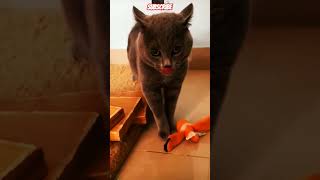 Cat singer funny cat youtubeviralshort [upl. by Ecnaret]