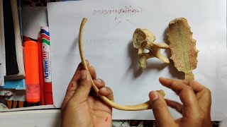 Anatomy of Joint  Joints Classification  Joints of Thoracic Region  Bangla Demonstration of Joint [upl. by Eiwoh204]