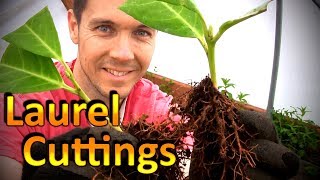 Propagate Plants Like a Pro Part 4  Potting up Rooted Cuttings of English Laurel [upl. by Scheer985]