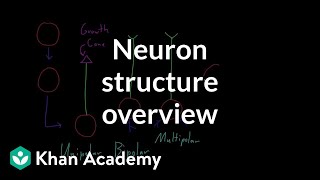 Overview of neuron structure  Nervous system physiology  NCLEXRN  Khan Academy [upl. by Yerrot510]