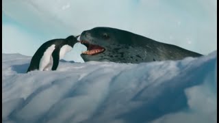 Penguin vs Giant Leopard Seal [upl. by Foulk]