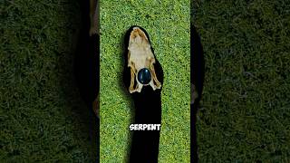 La vérité derrière la pierre du serpent 😱😱 shorts faits [upl. by Cynera]