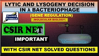 LYTIC AND LYSOGENY DECISION IN LAMBDA PHAGECSIR NETMOLECULAR BIOLOGY [upl. by Karlee]