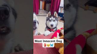 Cutest dog in the world 🚨😭 shorts dog husky trendingsongs [upl. by Okiek263]