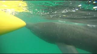 Basking sharks at Porthcurno beach [upl. by Anaul]