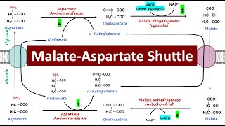 MalateAspartate Shuttle Mitochondrial Respiration  Biochemistry Basics [upl. by Vokaay943]