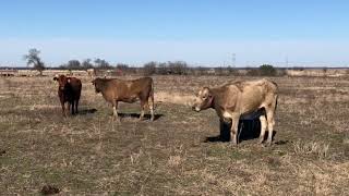 12 head of Charolais cross Red Angus Beefmaster and crossbred cows 01312  Cattle for sale [upl. by Adaj]