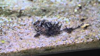 Synodontis multipunctatus Kuckuckswelse [upl. by Houlberg]