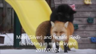 A Silver Fox and a Red Fox mating in my backyard [upl. by Armalda]