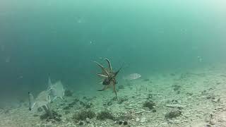 Attack of Gilthead sea bream Sparus aurata  Napad orade [upl. by Hearsh]