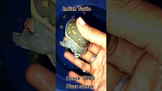 Indian Turtle price 5000 contact now plzz reels turtle 🐢trending viralvideo subscribe [upl. by Zelda290]