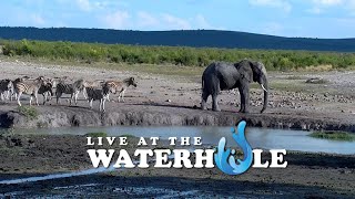 Lions Mating  Live At The Waterhole [upl. by Azila]