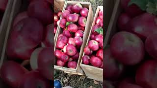 Best Apple variety in Kashmir American reels [upl. by Washington]